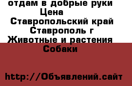 отдам в добрые руки › Цена ­ 50 - Ставропольский край, Ставрополь г. Животные и растения » Собаки   